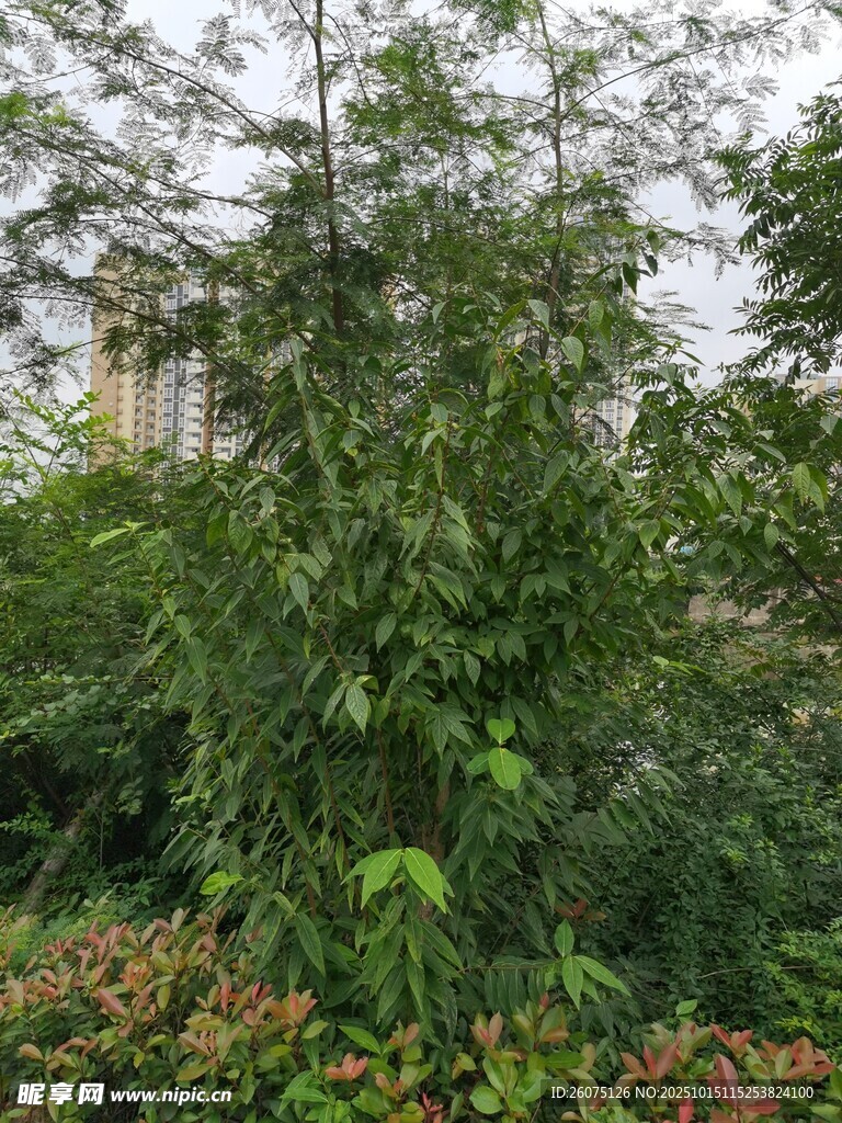 繁茂绿植与多彩花卉景观