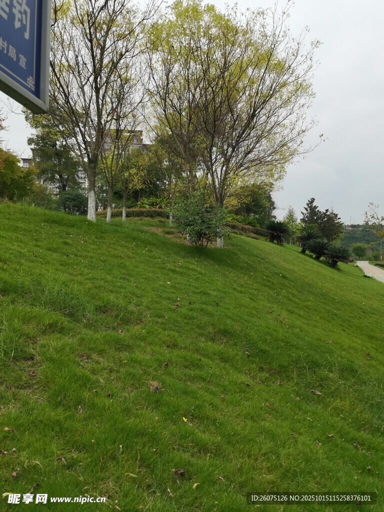 绿意盎然的户外斜坡景观