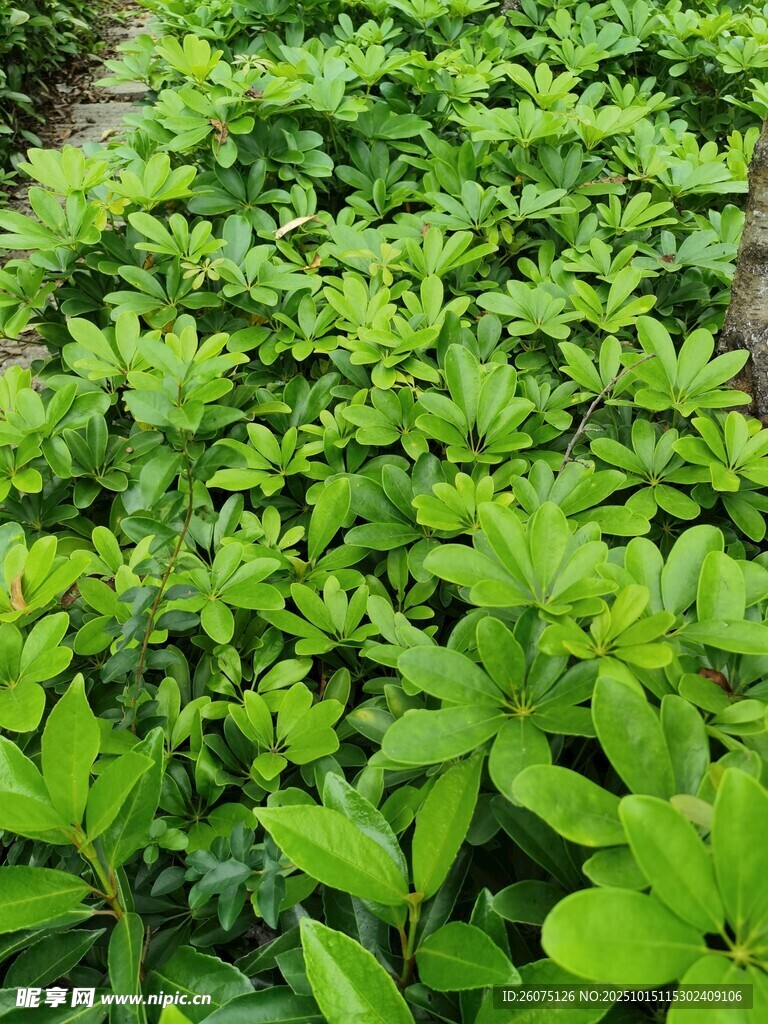 翠绿繁茂的植物景观