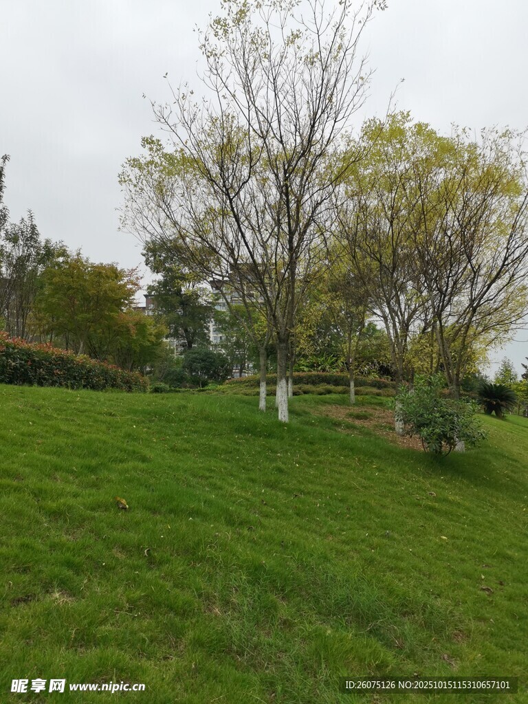 绿意盎然的户外草地风景