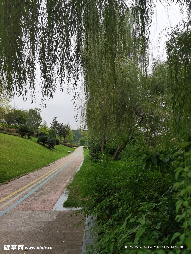 雨后垂柳下的清幽小路