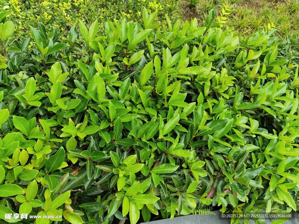 翠绿繁茂的绿植景观