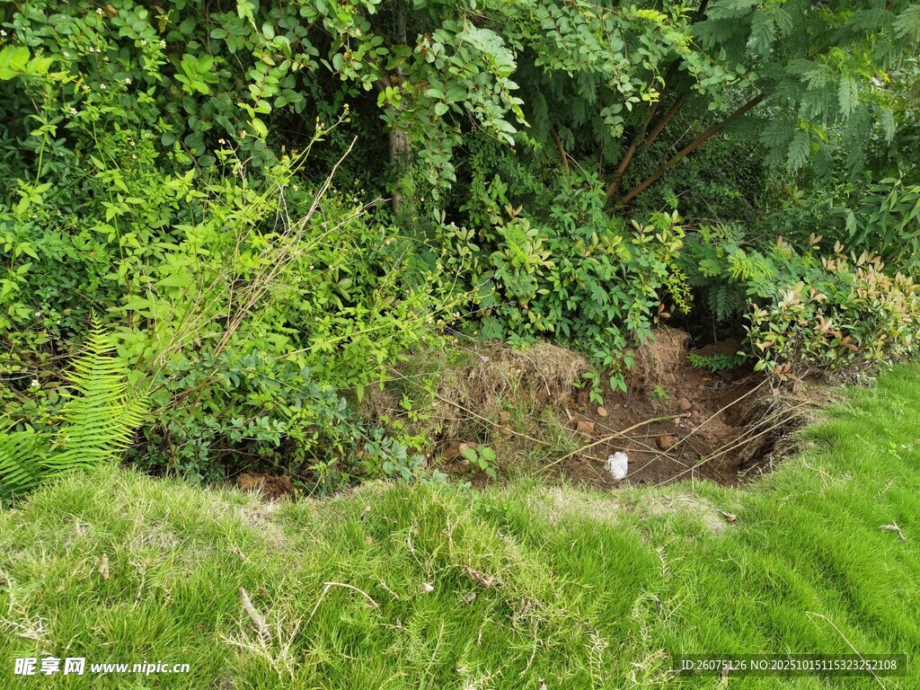 野外绿植中的一处土坑