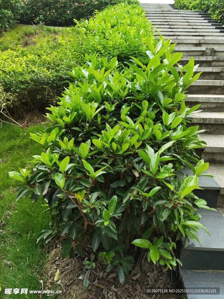 绿意盎然的石阶旁绿植景观