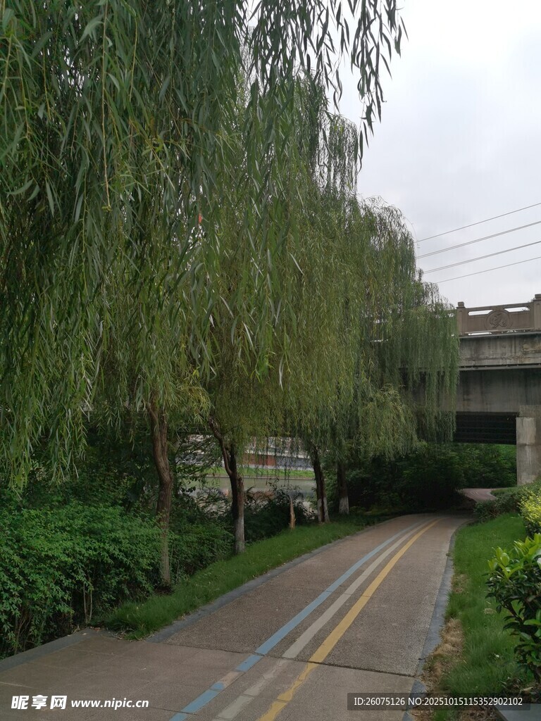 林荫小道旁垂柳依依