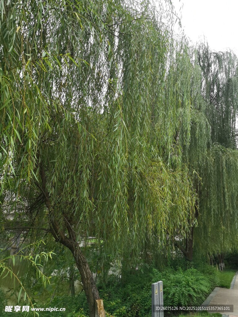 垂柳依依绿意盎然的景致