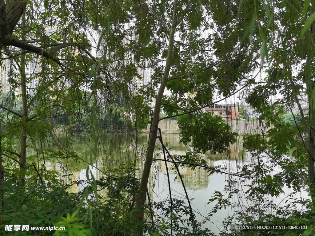 林间湖畔风景
