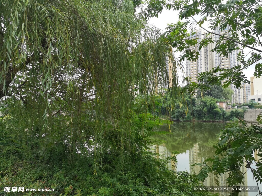 湖畔垂柳绿树成荫景色