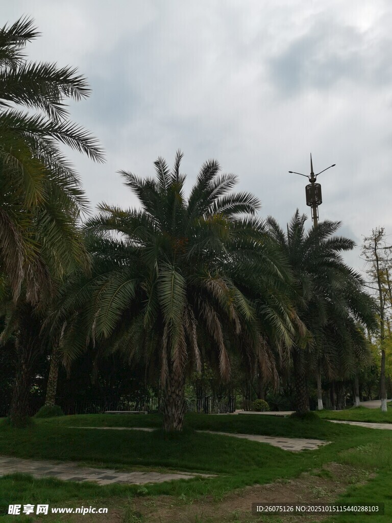 公园中的棕榈树景观