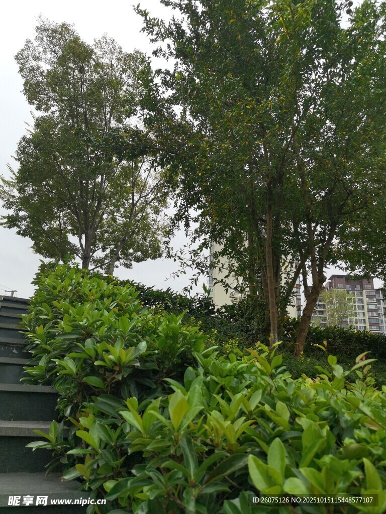 绿意盎然的阶梯绿植景观