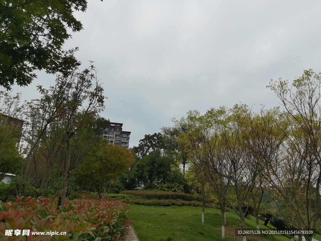 园林景观中的绿植与小径