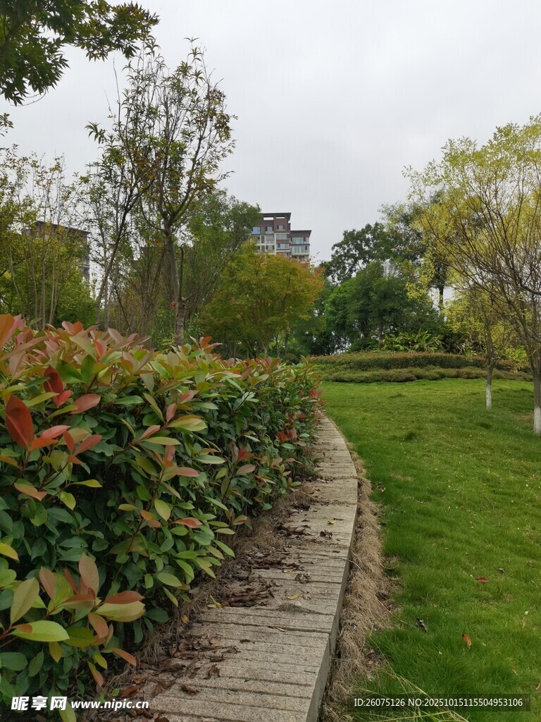园林小径旁的多彩植物景观
