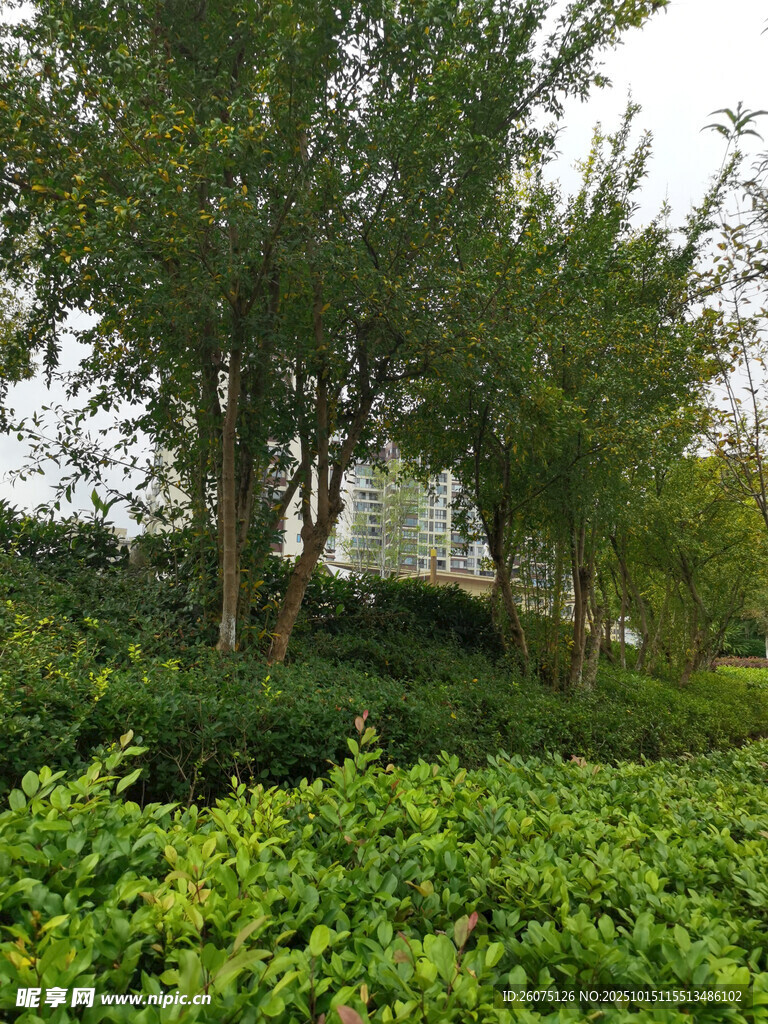绿意盎然的园林植物景观