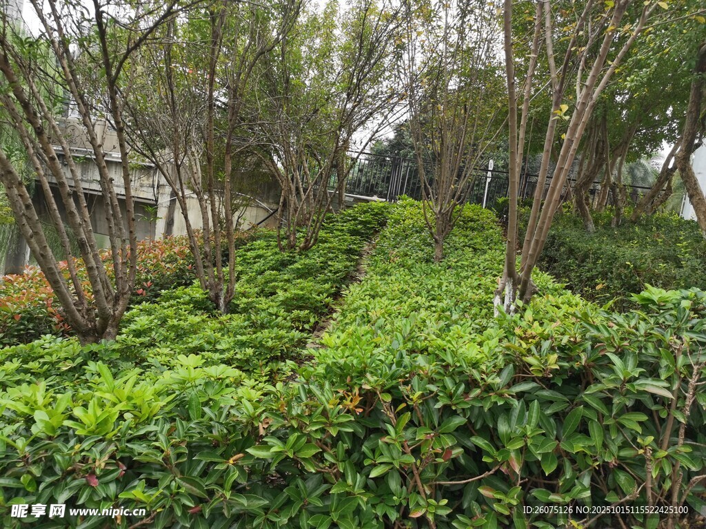绿意盎然的园林植物景观