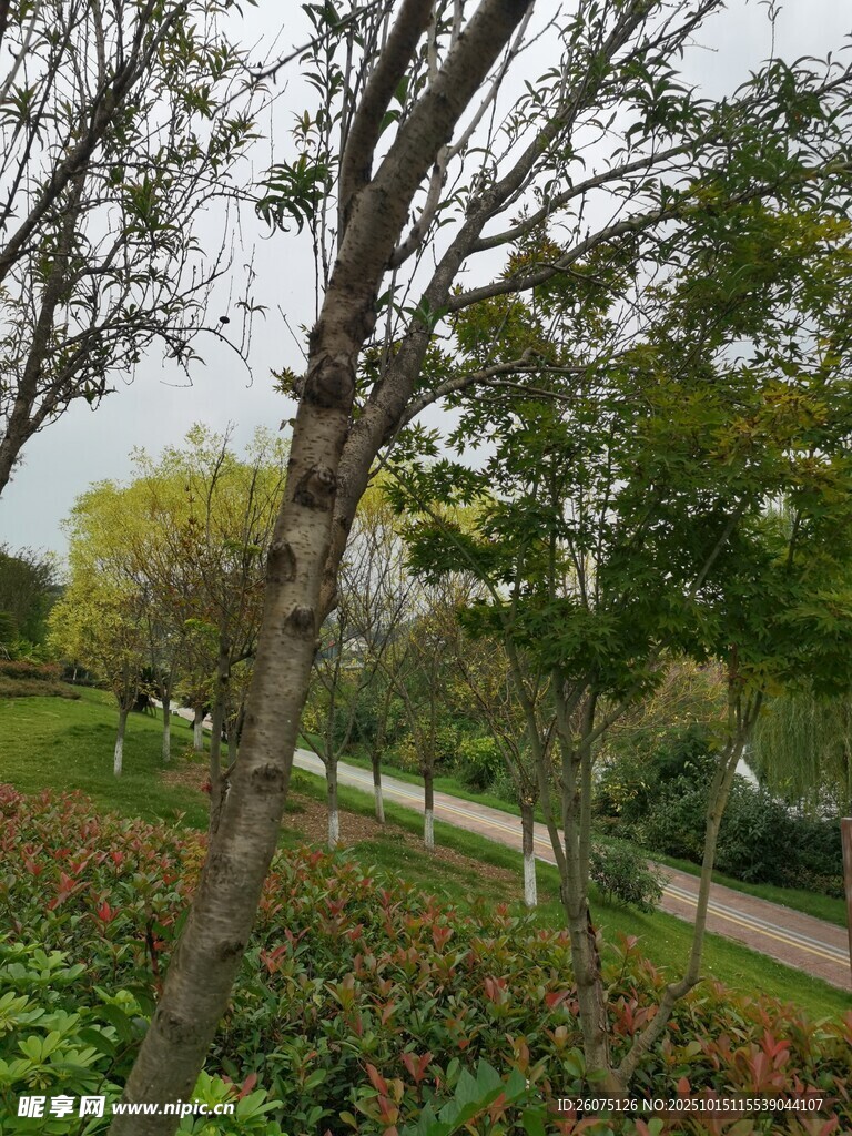 公园林荫小径与多彩花卉
