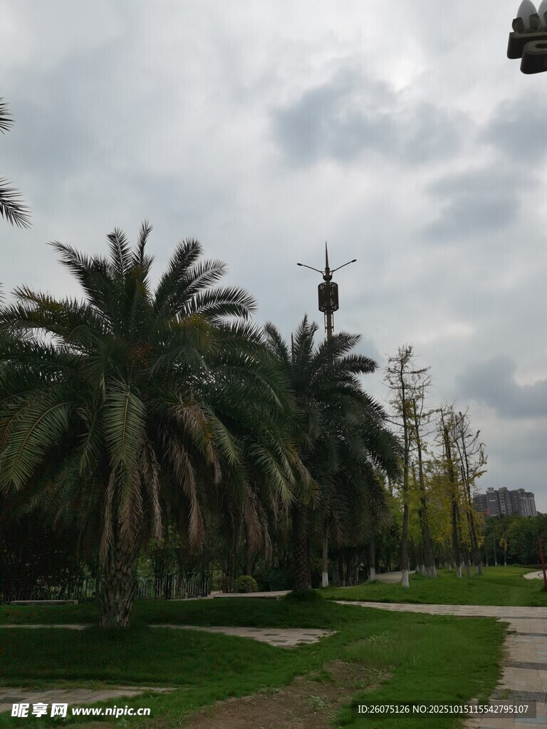 公园中的棕榈树景观