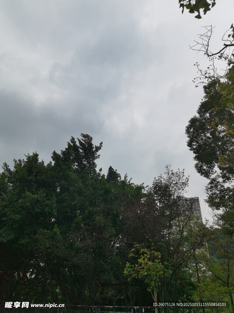 阴天的树林景观