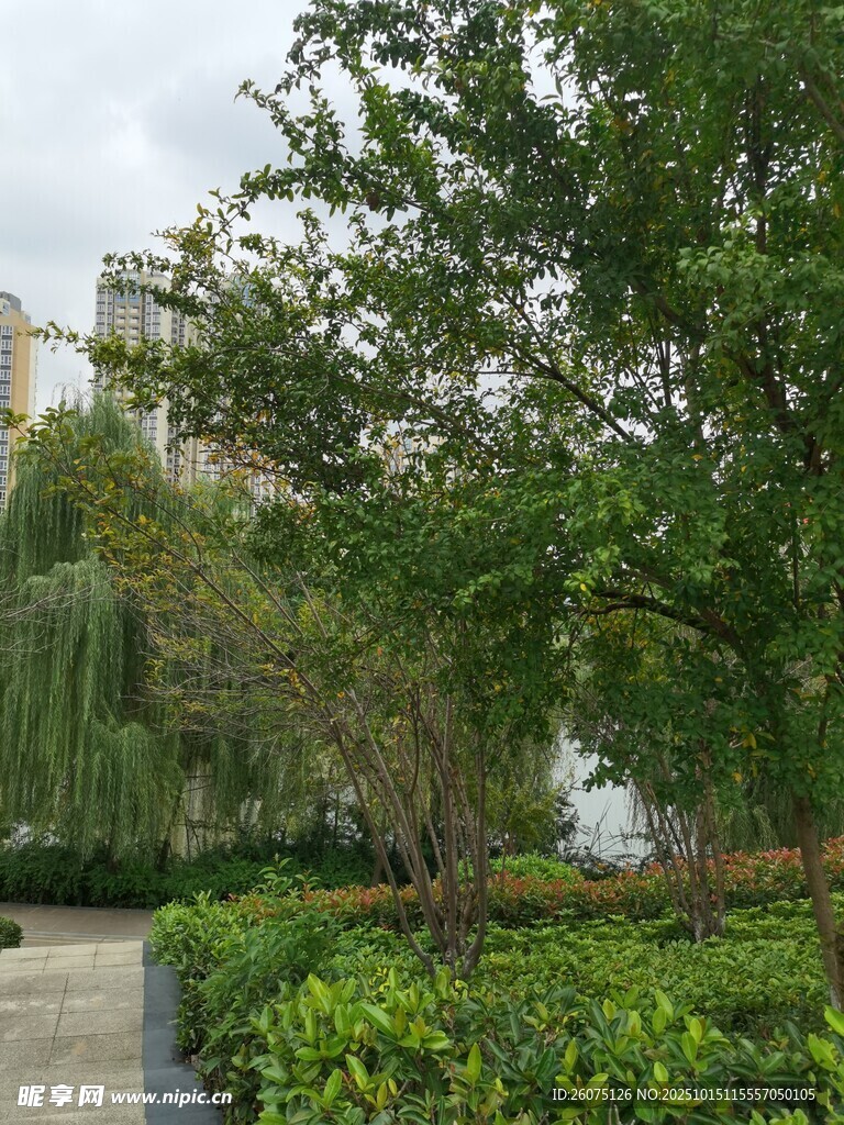 城市中葱郁的绿植景观