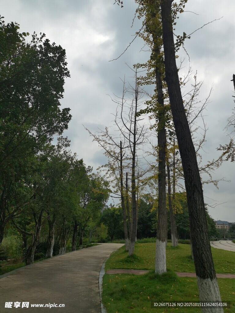 林间小路旁的树木景观