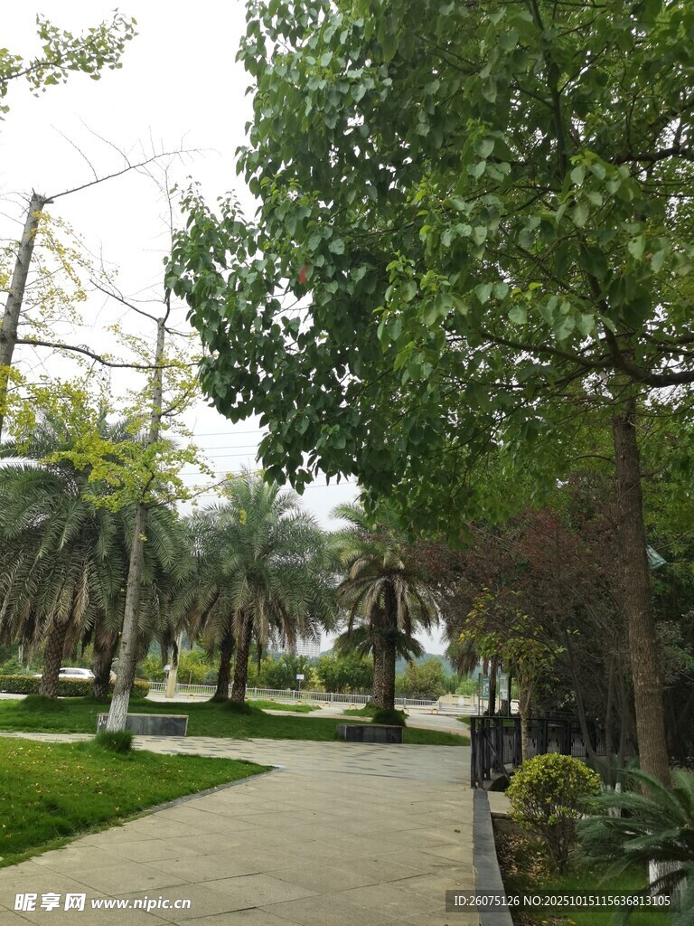 公园林荫小道景观
