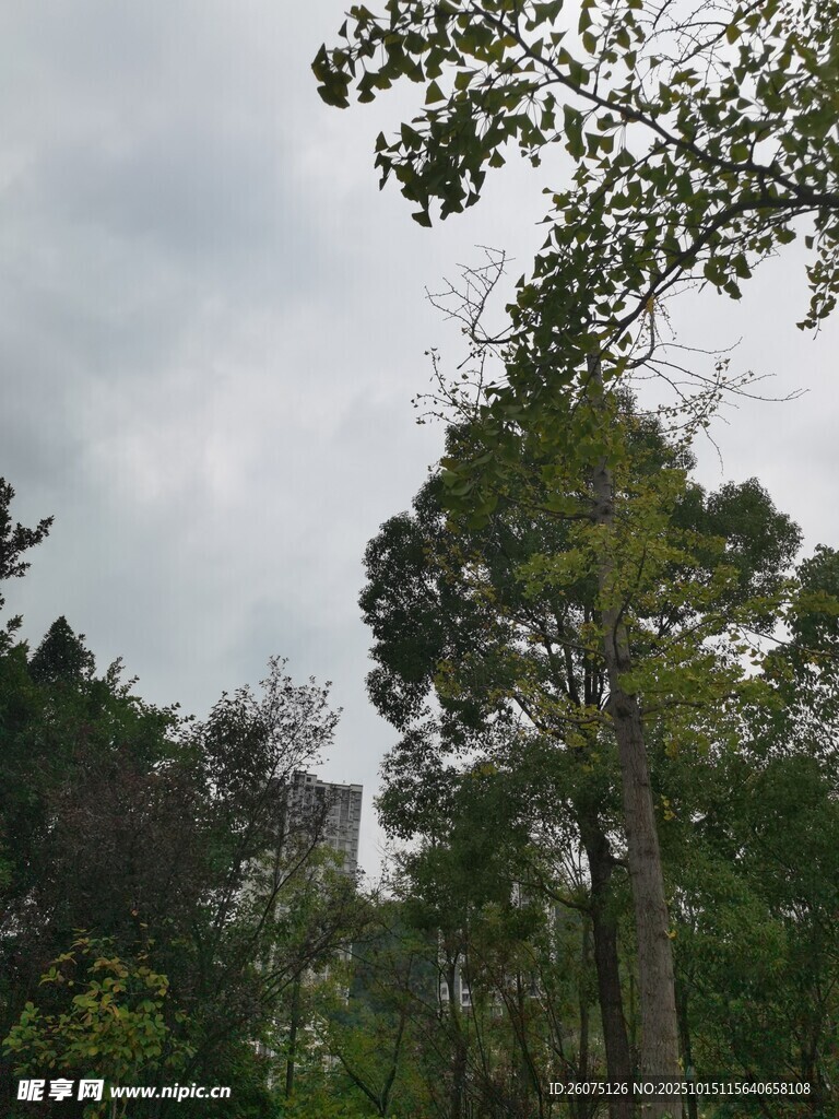 林间树木与天空景致