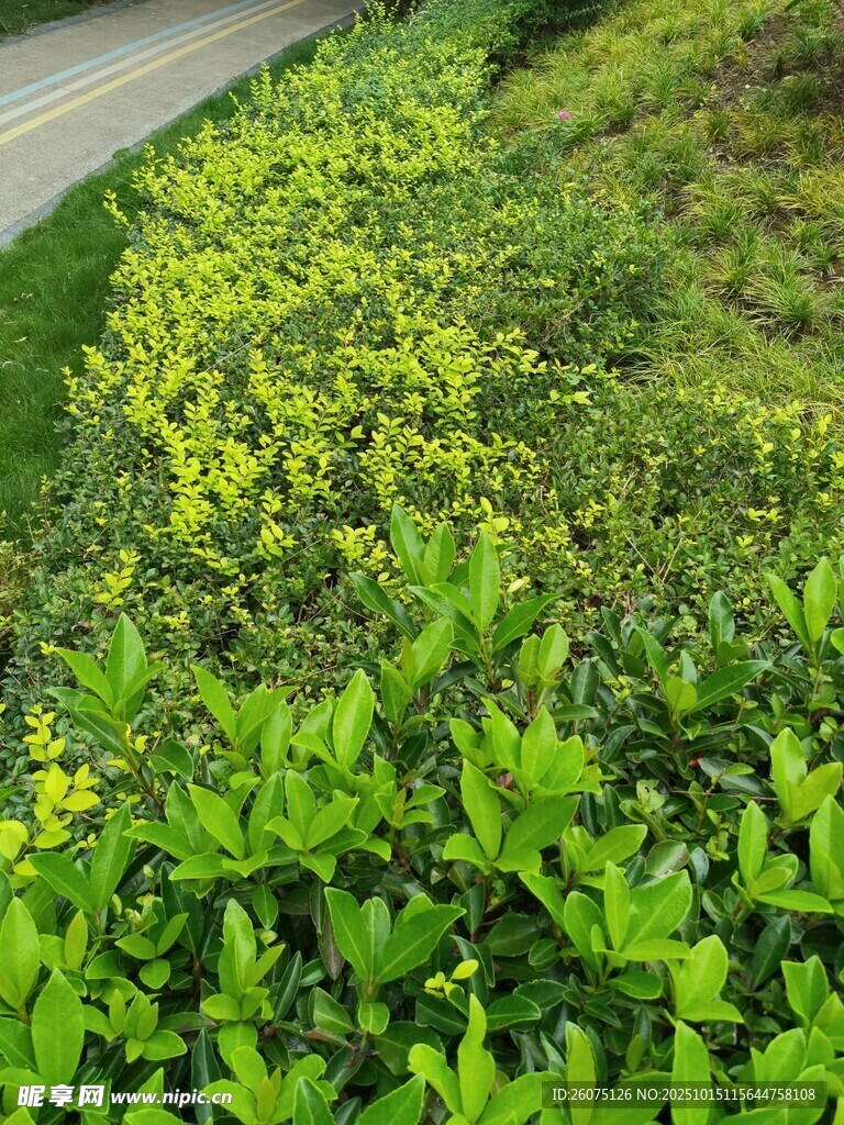 路边翠绿繁茂的灌木丛