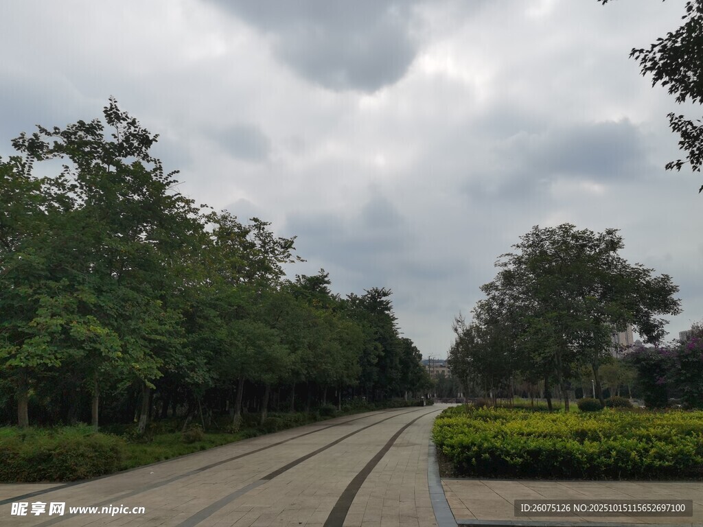 林荫道路清新自然景致