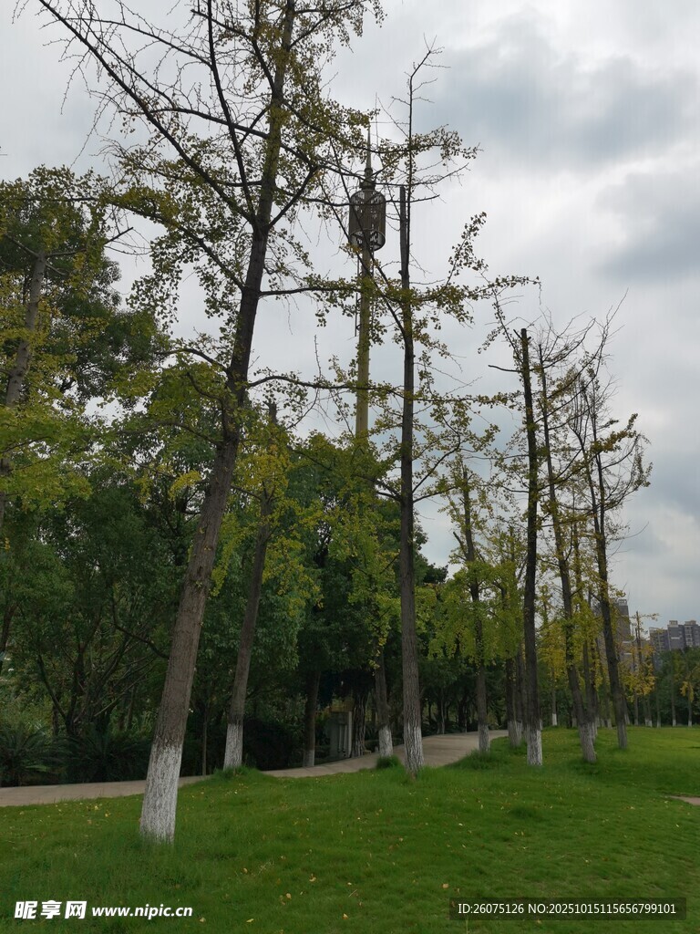 林荫草地静谧自然景致