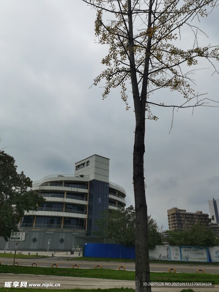现代建筑旁的孤树