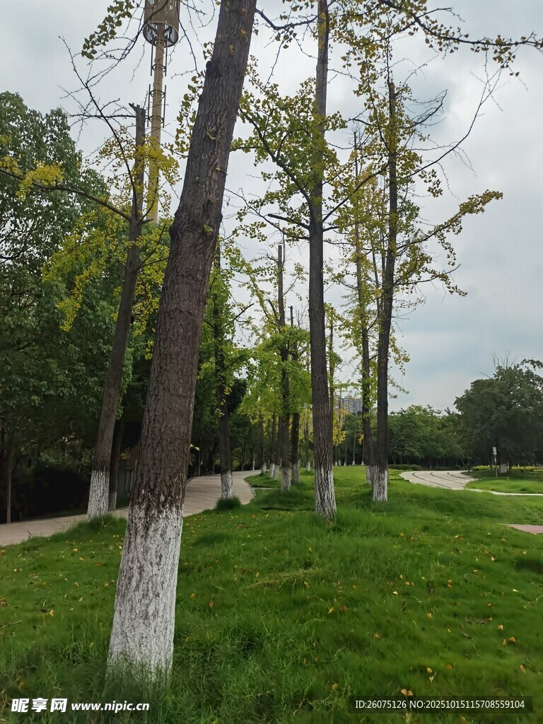 林间草地树木风景图