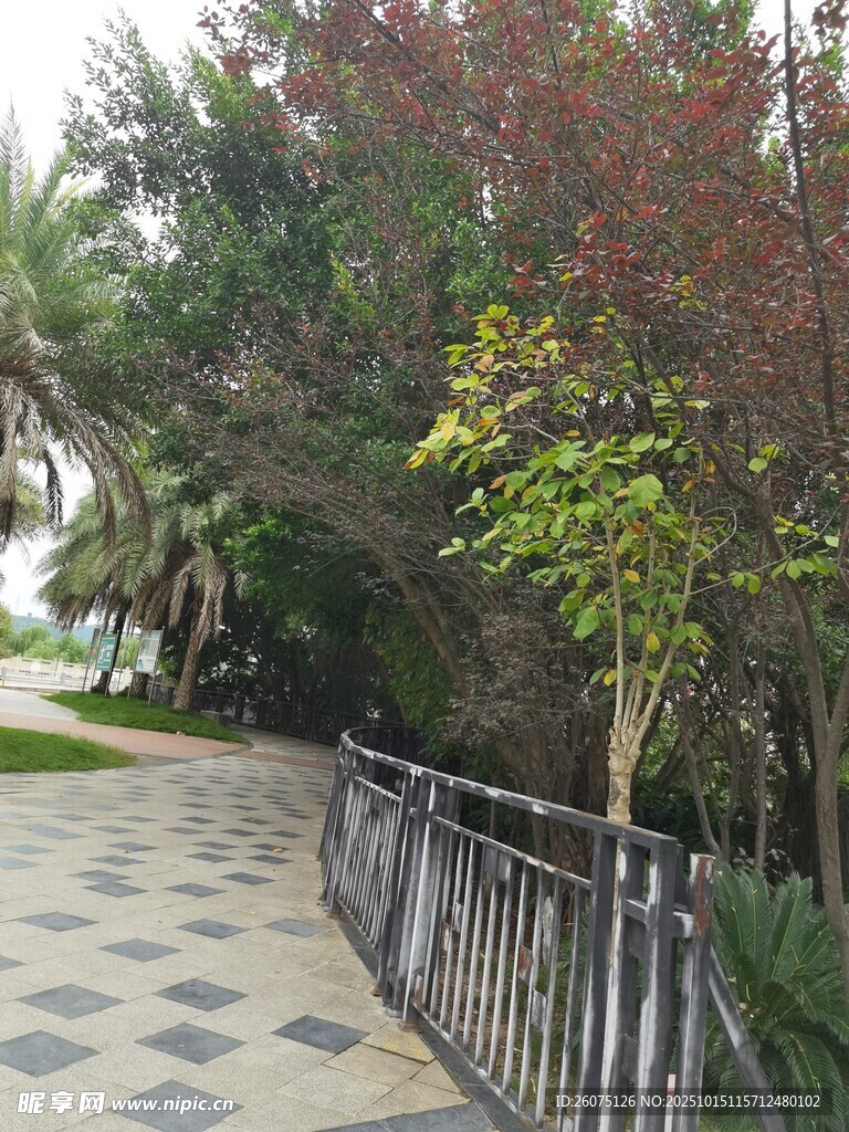 海滨步道旁的绿植与栏杆