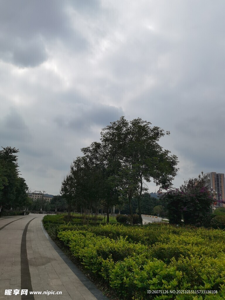 阴天的公园绿植景观