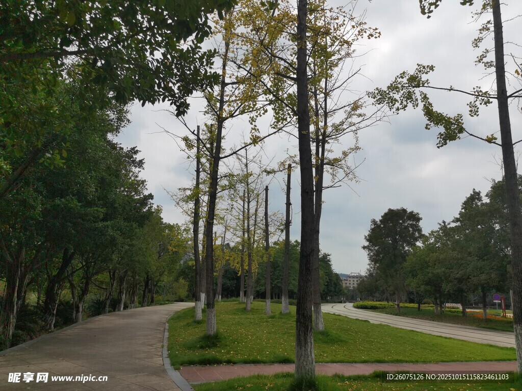 林荫小径绿意盎然的公园景