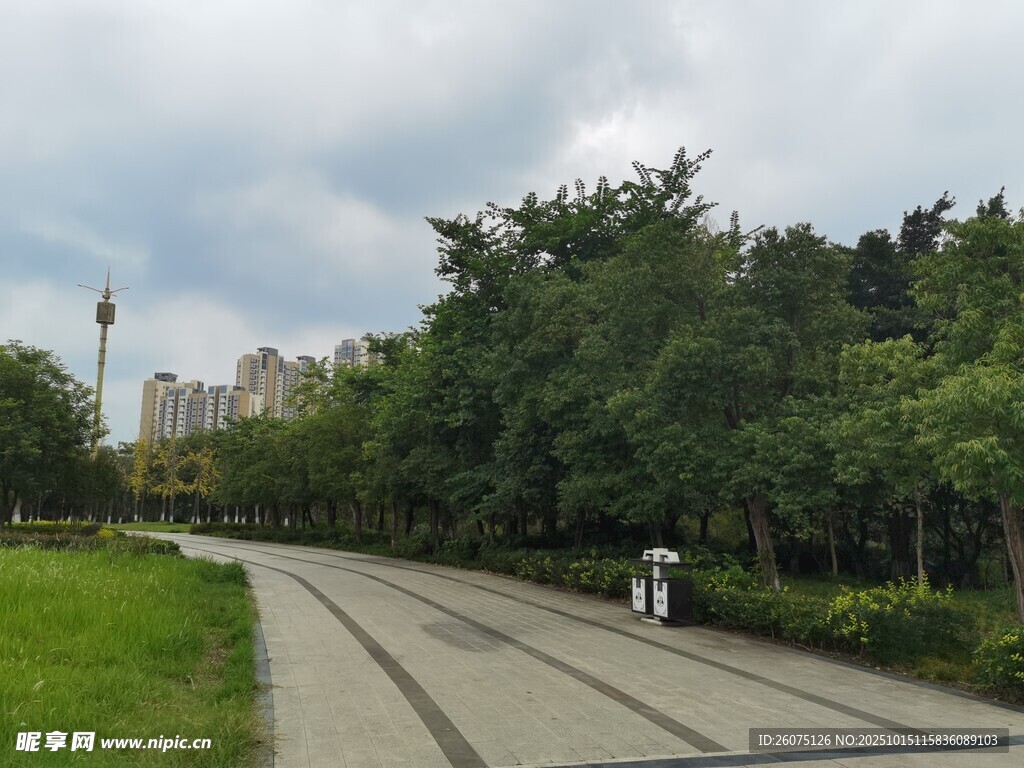 城市林荫步道风景