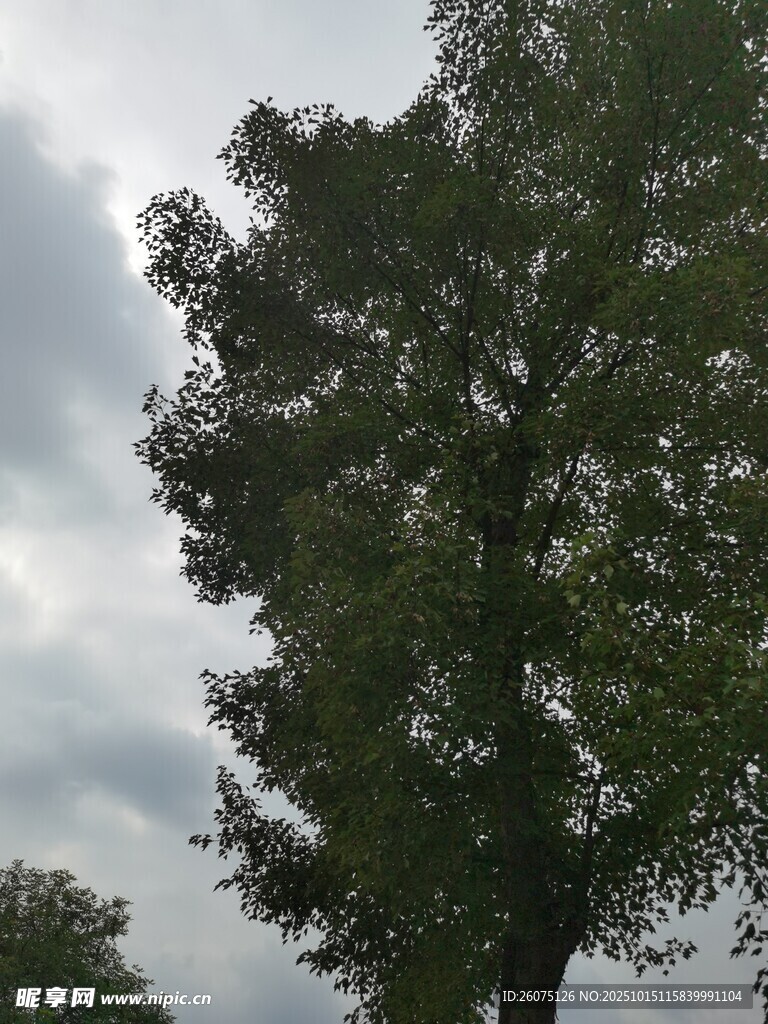 天空下的繁茂绿树