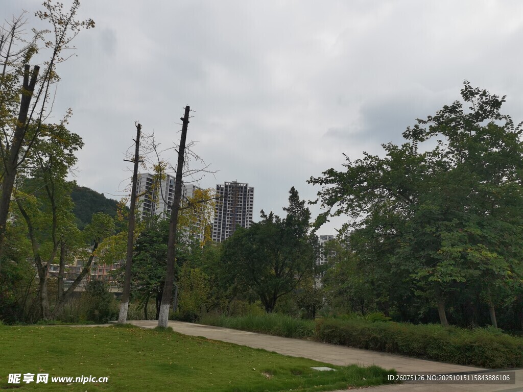城市公园中的绿树与步道