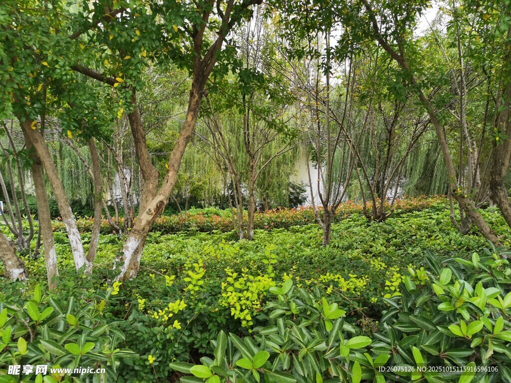 绿意盎然的森林景观