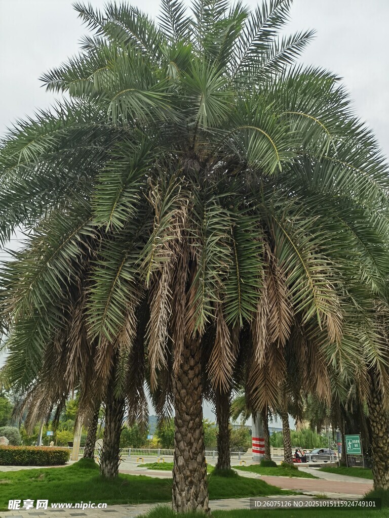 户外葱郁棕榈树景观