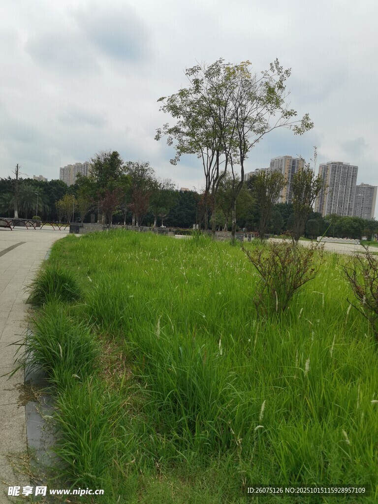郊外草地旁的宁静小路