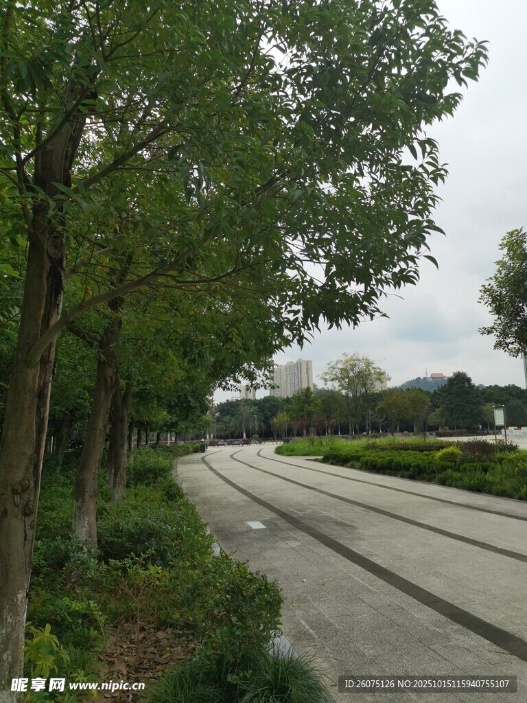 林荫步道静谧城市风景线