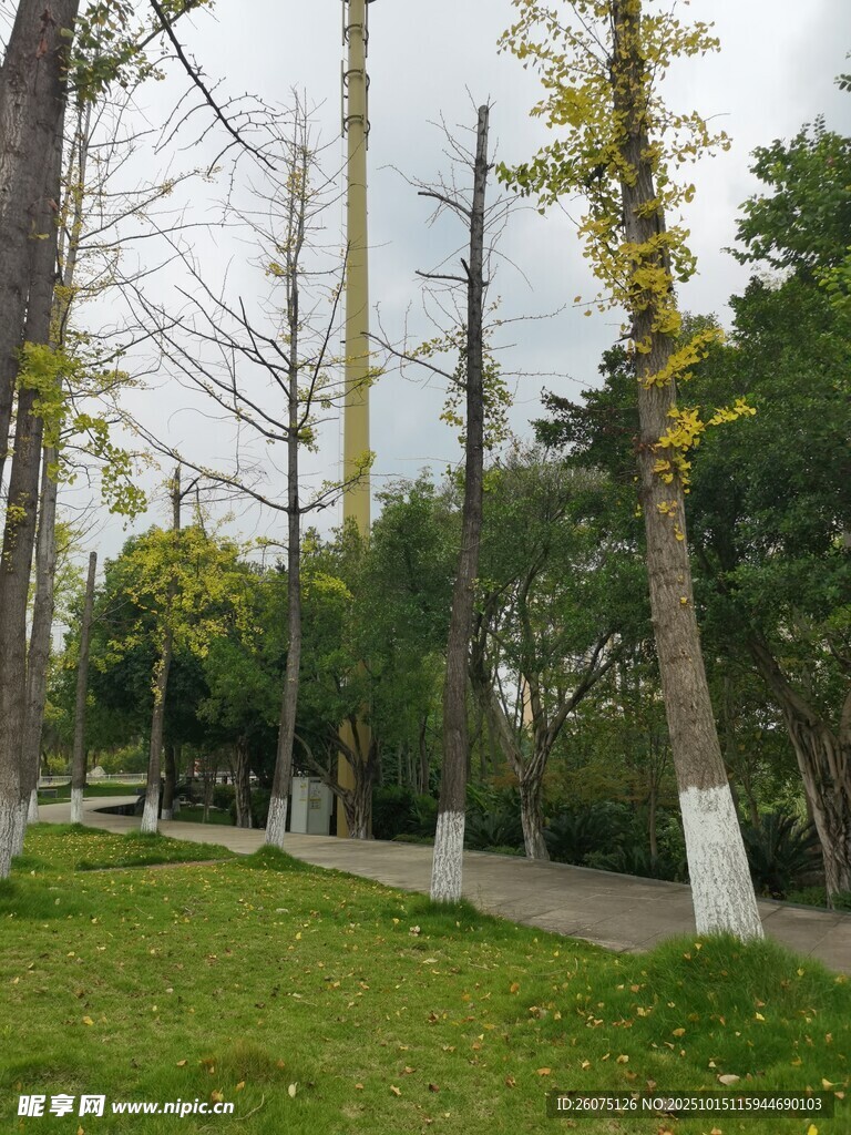 秋日林荫小道风景