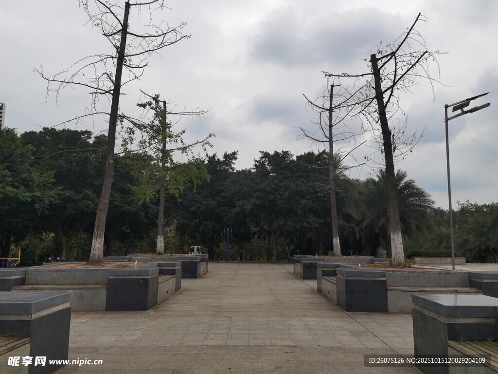 空旷广场的光秃树木与休闲座椅