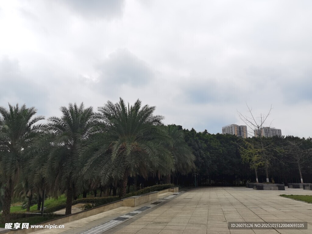 宽阔道路旁的棕榈树景观