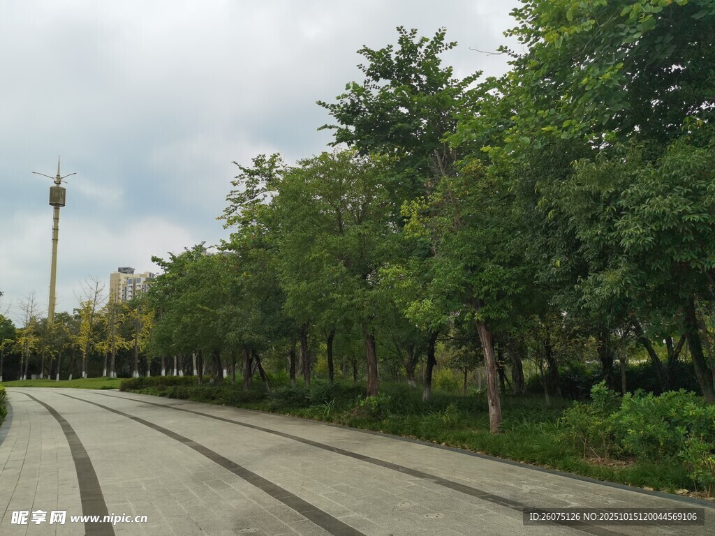 林荫道路绿意盎然的景致