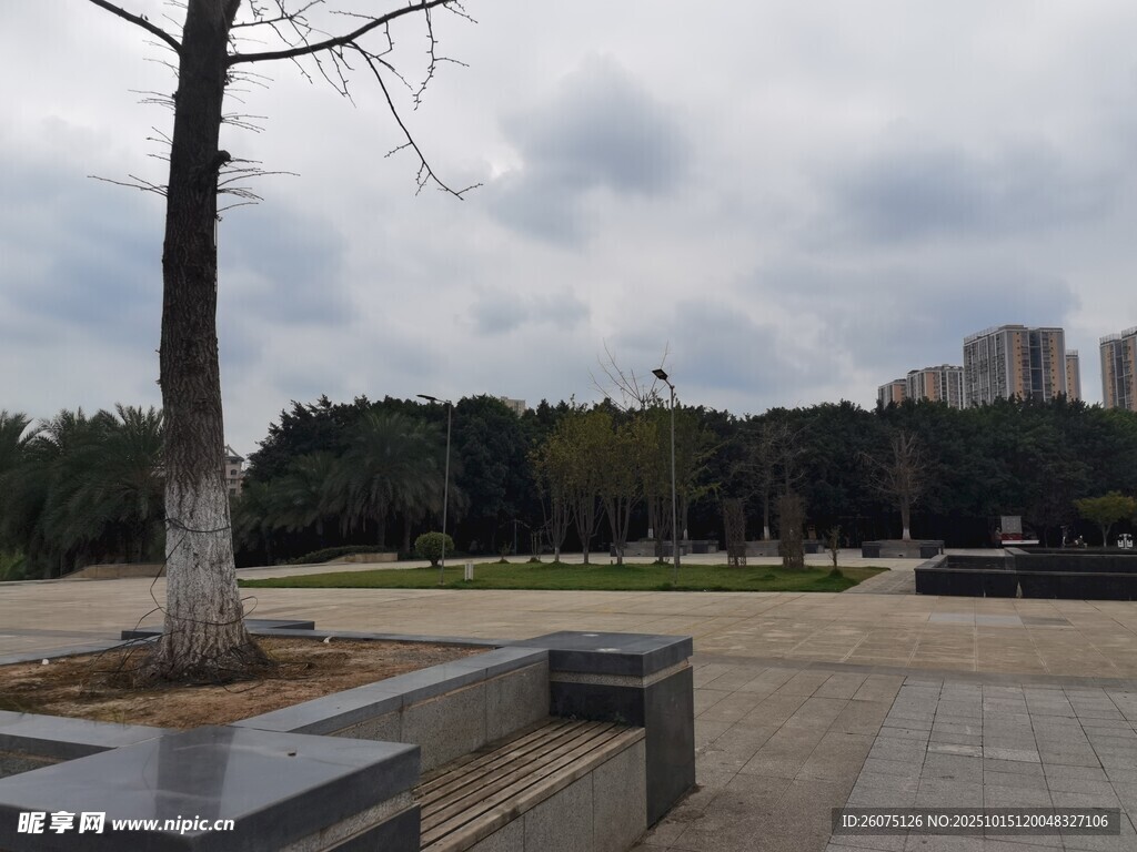 公园空旷场地的孤树与休息长椅