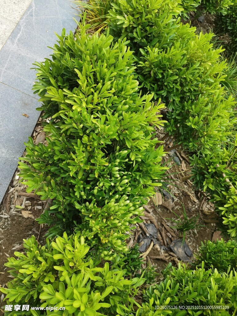 整齐排列的绿色灌木丛