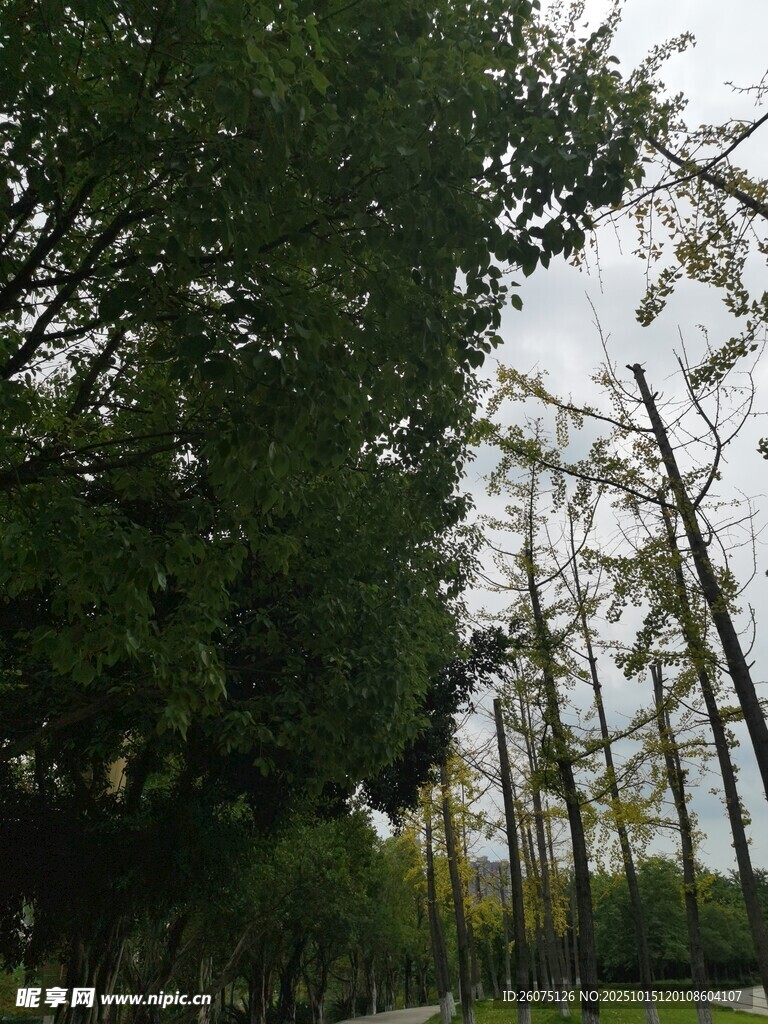 林间小道绿意盎然的景致