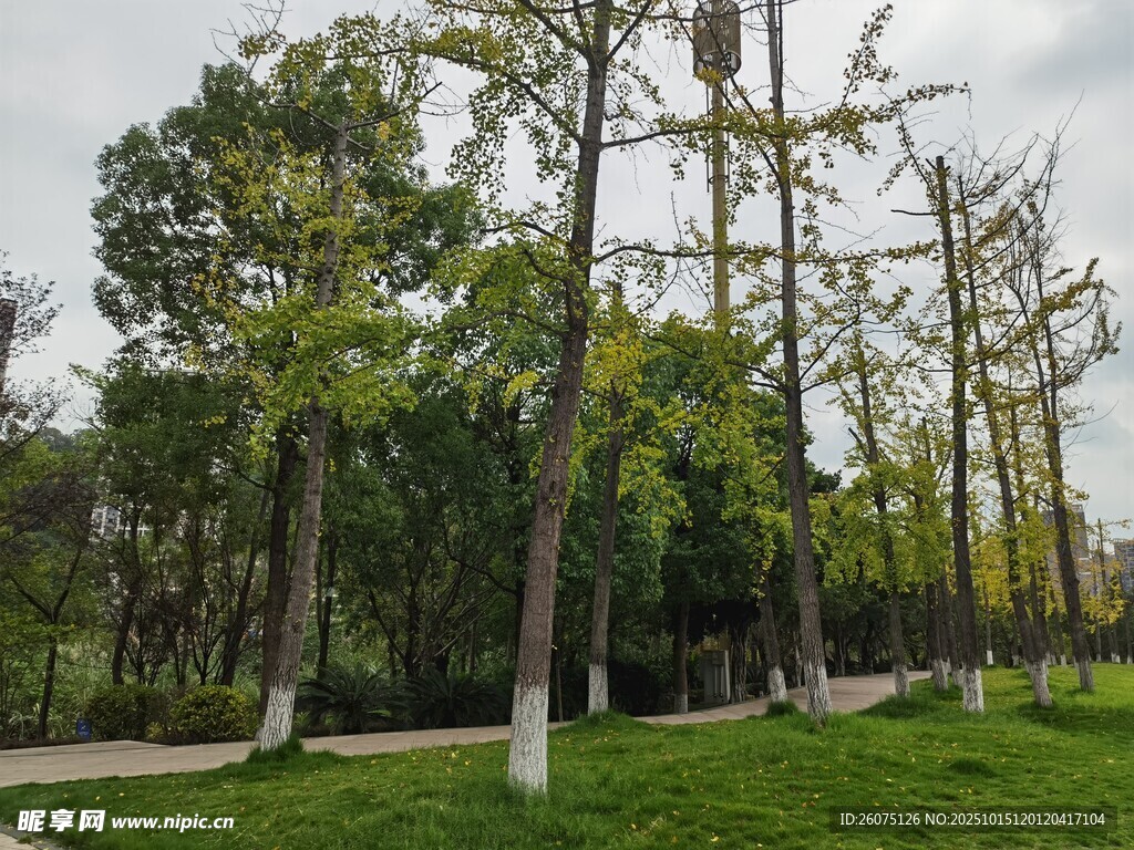 公园绿树成荫的宁静景致