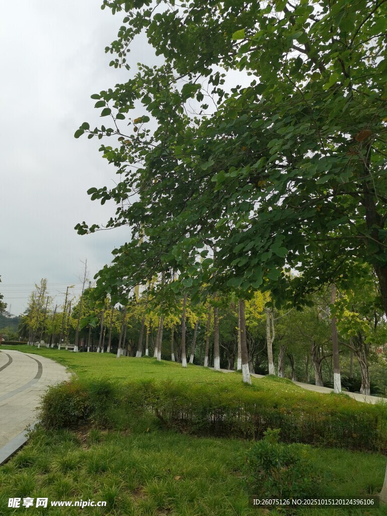城市林荫小道绿意盎然