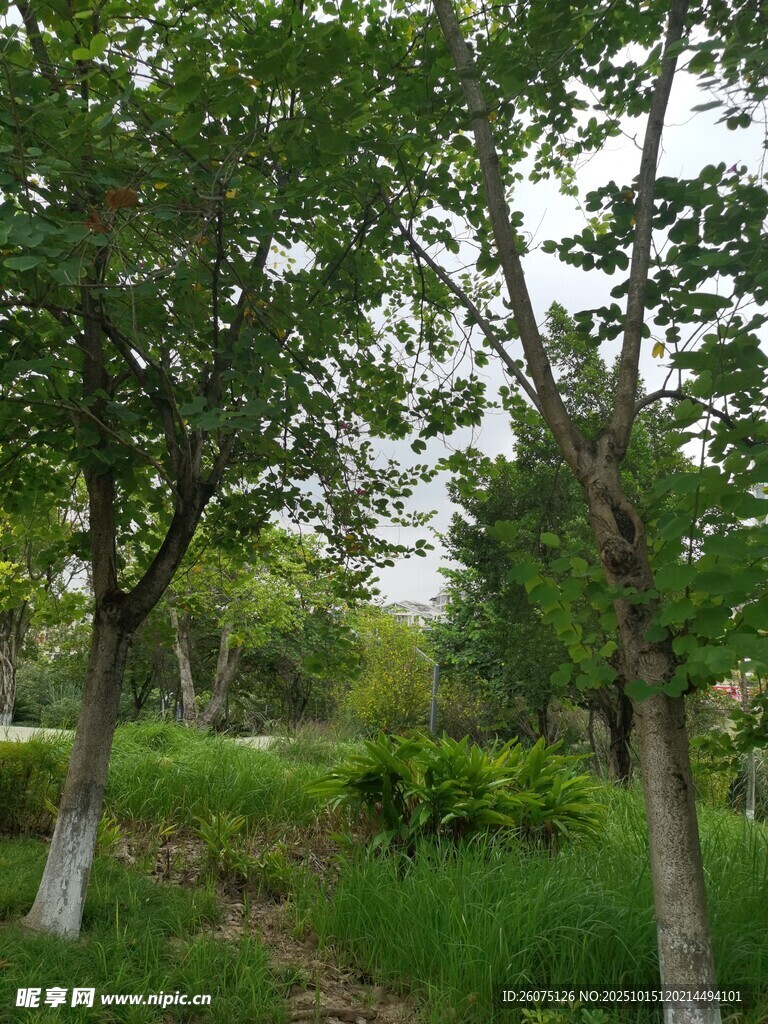 绿意盎然的林间景致